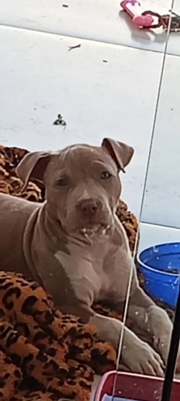 Pit Bull  - Foto 3