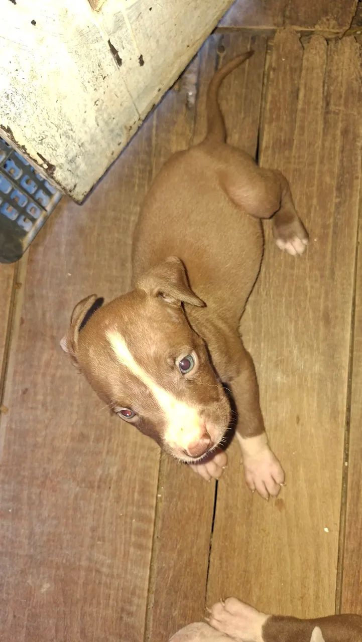 Filhotes pitbull - Foto 2