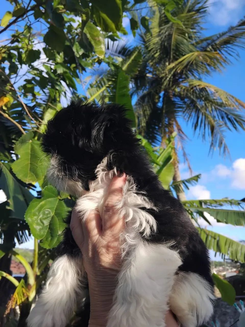 Macho shihtsu  - Foto 3