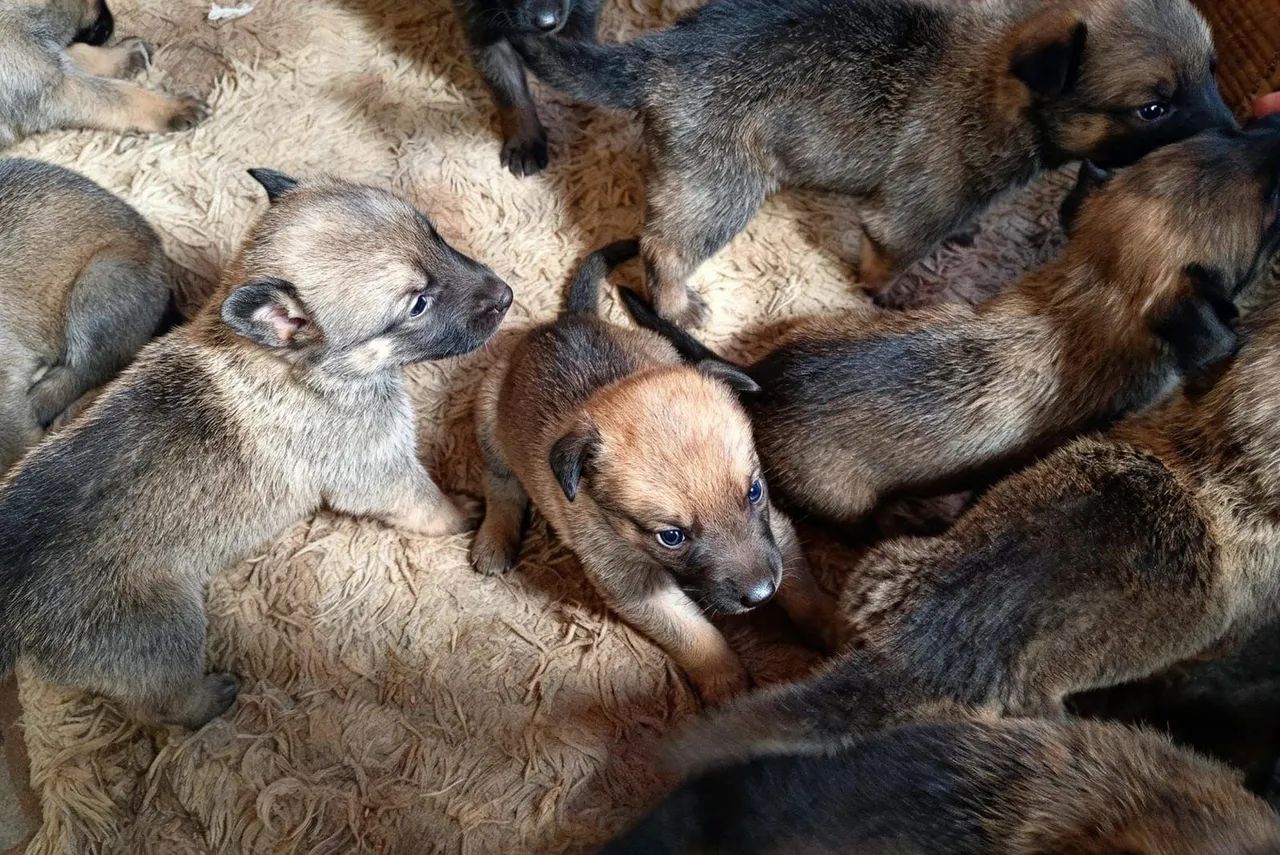 Pastor malinois  - Foto 2