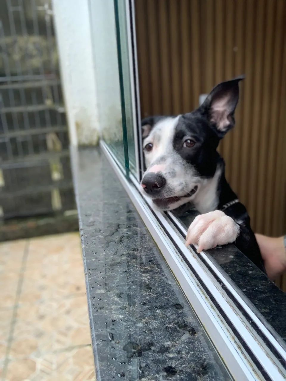 Adoção responsável  - Foto 4