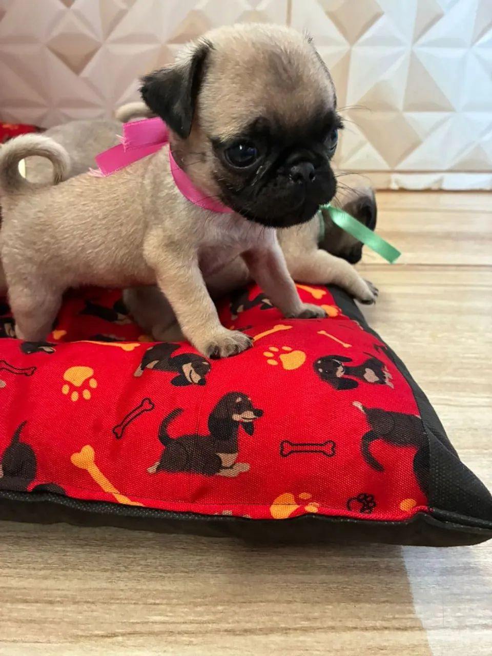 Pug filhote  - Foto 4