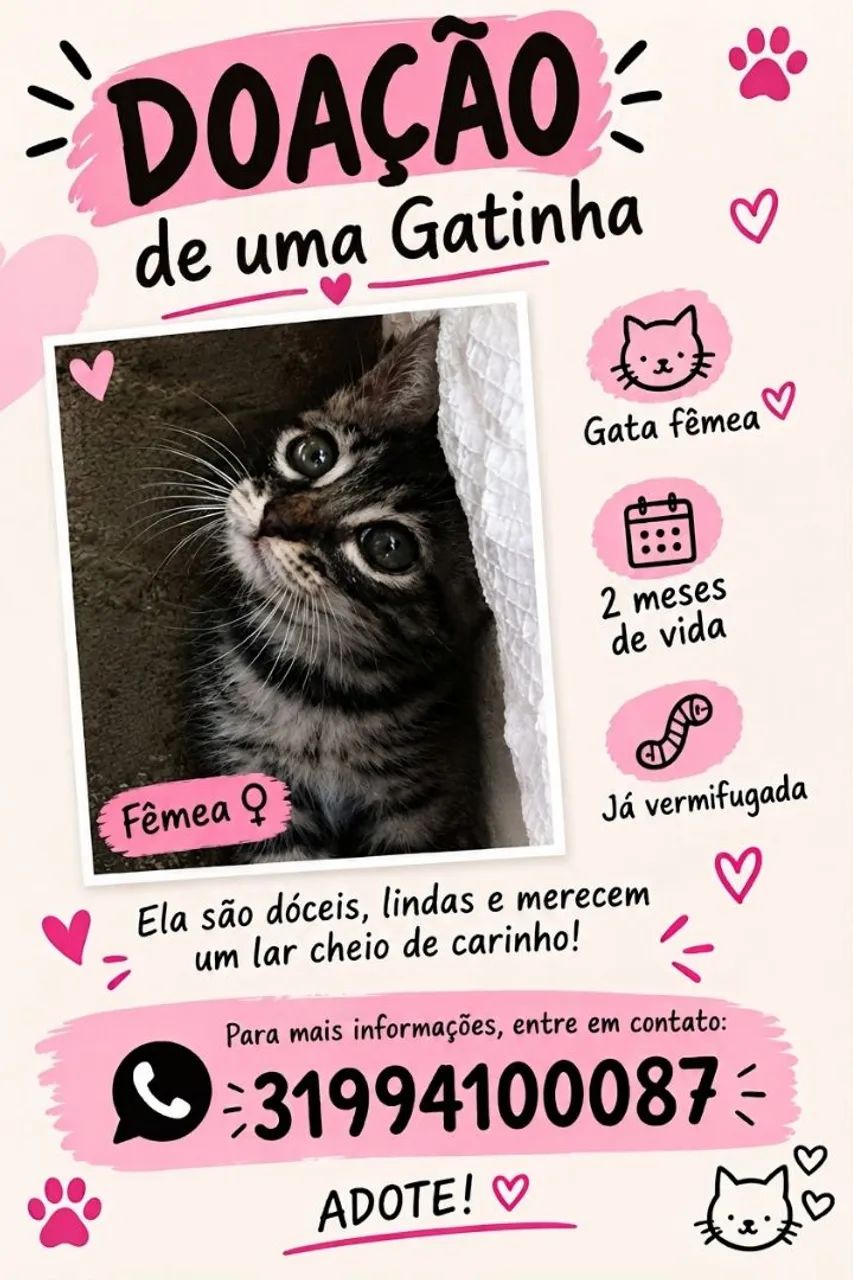 Doação de gatinha fêmea - Foto 3