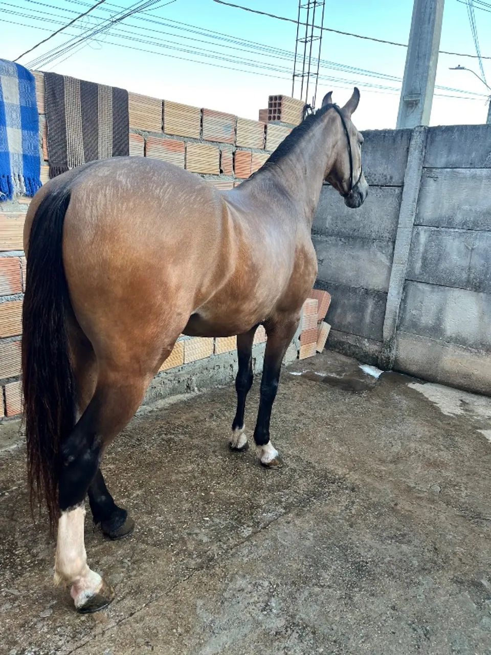 Cavalo marcha picada