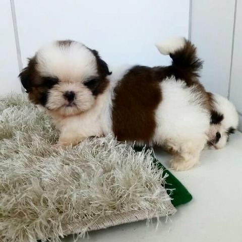 Shih Tzu Mini belíssimos filhotes 12 x sem juros