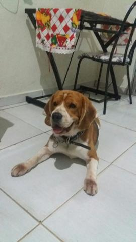 Beagle disponivel para cruzar