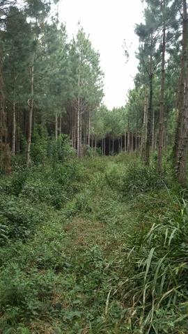 Fazenda de Pinus - Foto 4