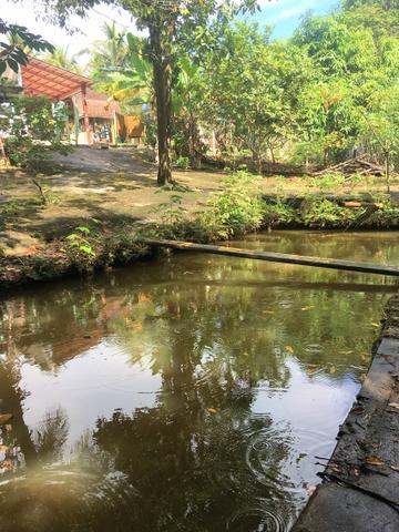 Chácara Urbana formada próximo ao Jardim Japonês - - Foto 11