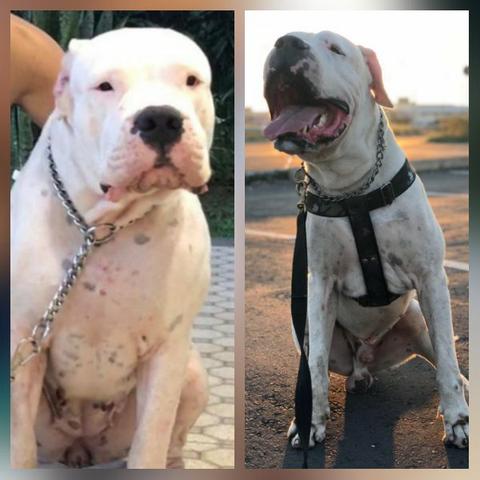 Filhote dogo argentino