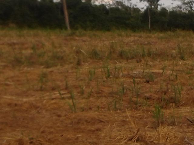 11.500 Hectares, Pecuária, 4800 há pastagens, estruturada, Mato Grosso. - Foto 6