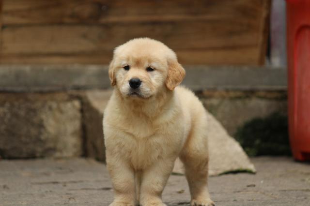 Golden Retriever Filhotes - Foto 5