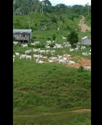 Vende-se fazenda e sítio PARCELADOS