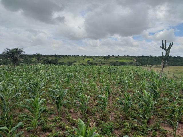 Terreno - Foto 5