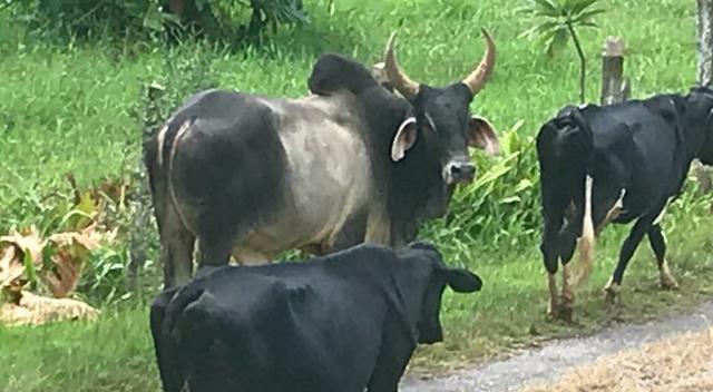 Lindo sítio 31 ha próximo a Juiz de Fora - Foto 17