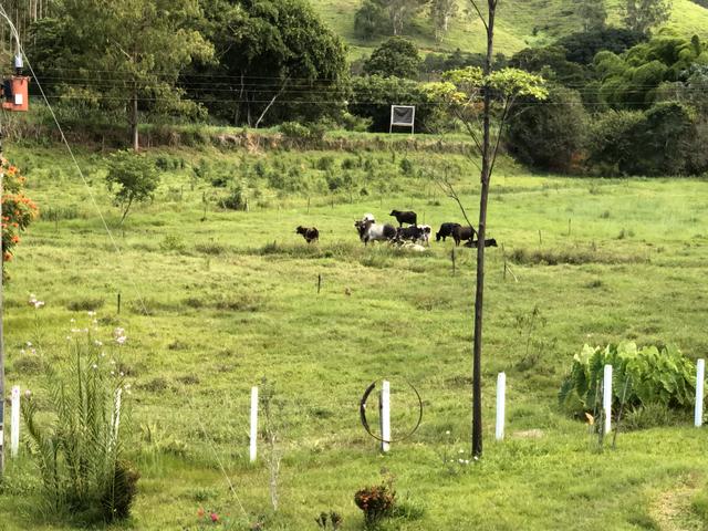 Lindo sítio 31 ha próximo a Juiz de Fora - Foto 10