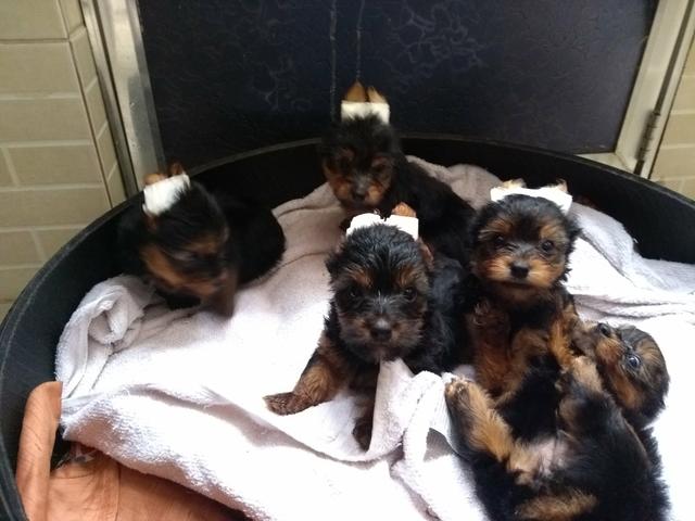 Vendo filhotes de yorkshire machos - Foto 5