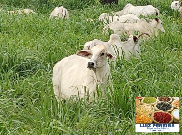 FAZENDA A VENDA DE 906 ALQUEIRÕES EM ARAGUAÇU - TO (Dupla Aptidão) - Foto 14