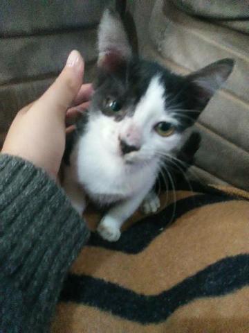 Gatinha - Foto 2