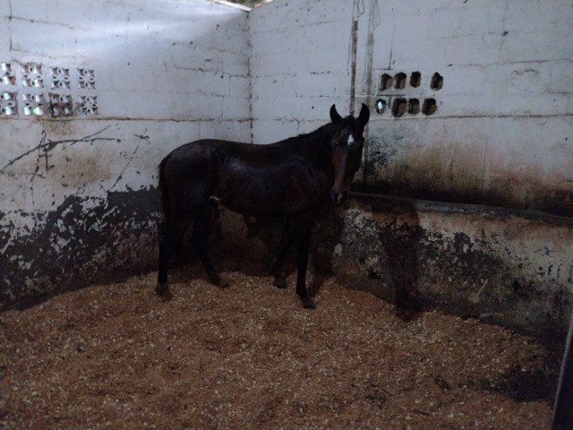 Potro cavalo mangalarga marchador castanho genuíno de picado