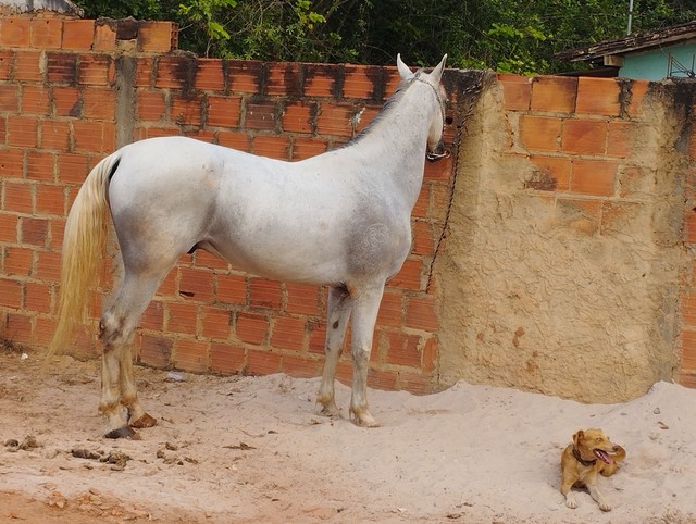 Cavalo manga larga 