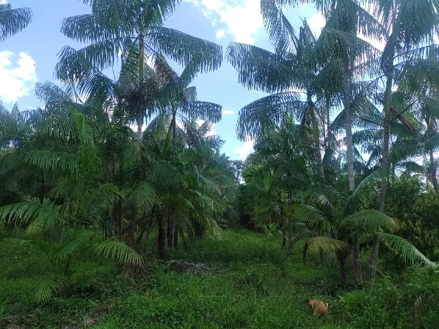 52 hectares com 15 mil pés de açaí há 26 km de Castanhal