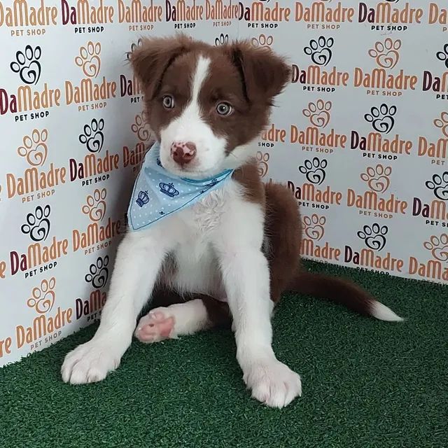 Border Collie - Pet Shop Da Madre Londrina