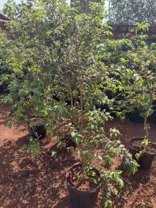 Jabuticaba produzindo  - Foto 6