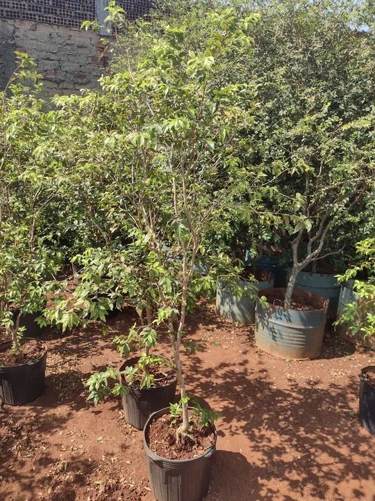 Jabuticaba produzindo  - Foto 5