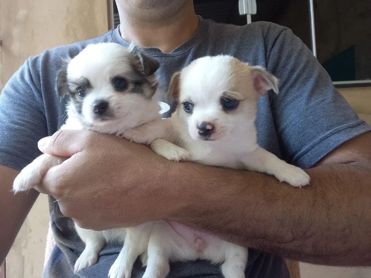 Vendo filhotes da raça Chihuahua - Foto 6