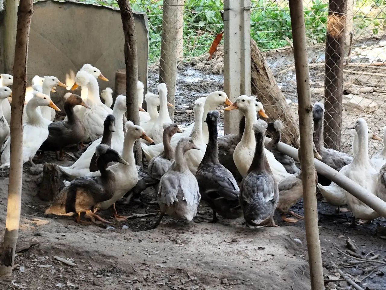 Marreco Pompom - Foto 3