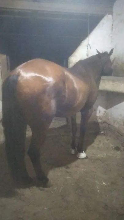Cavalo quarto de milha de direita