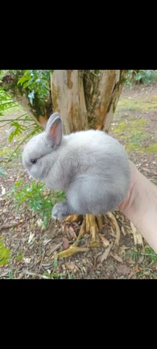 Mini coelho anão de netherland 
