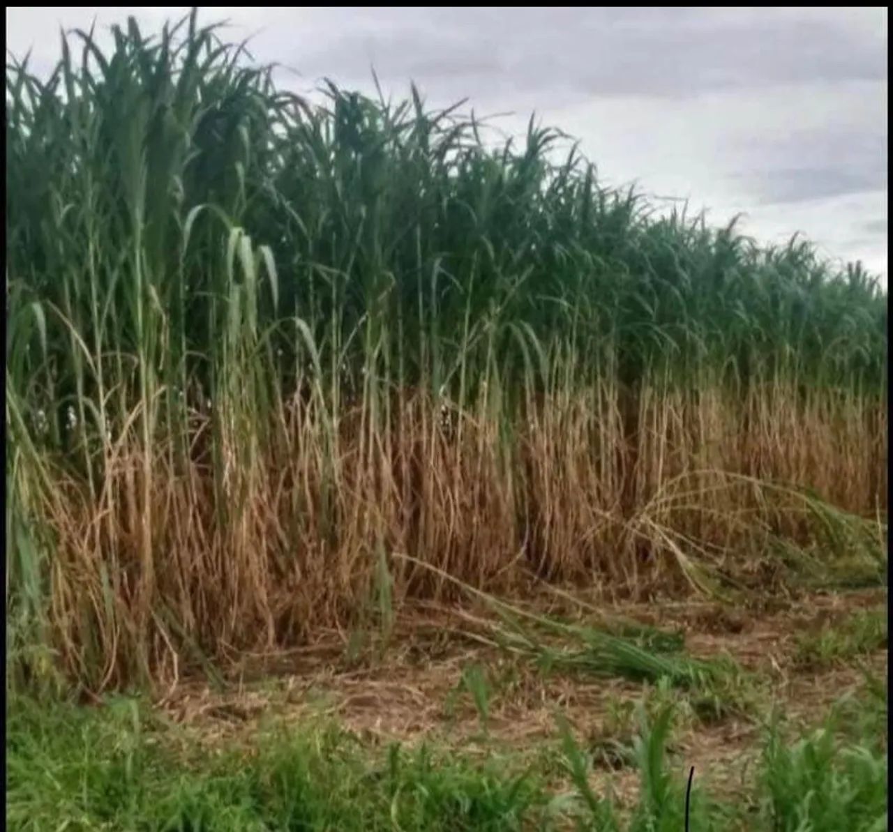 MUDAS DE CAPIAÇU E KURUMI COM PLANTIO MECANIZADO, TEMOS EM GRANDES E PEQUENAS QUANTIDADES  - Foto 3