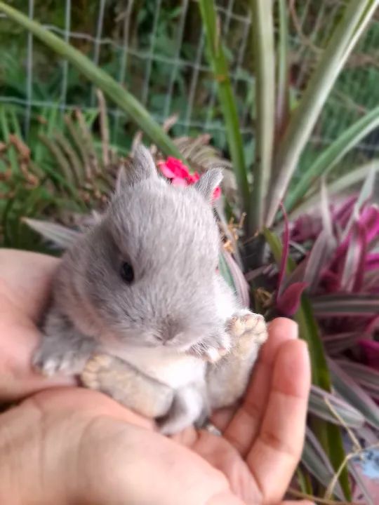 Coelho Netherlands- Anão, raça pura - Foto 3