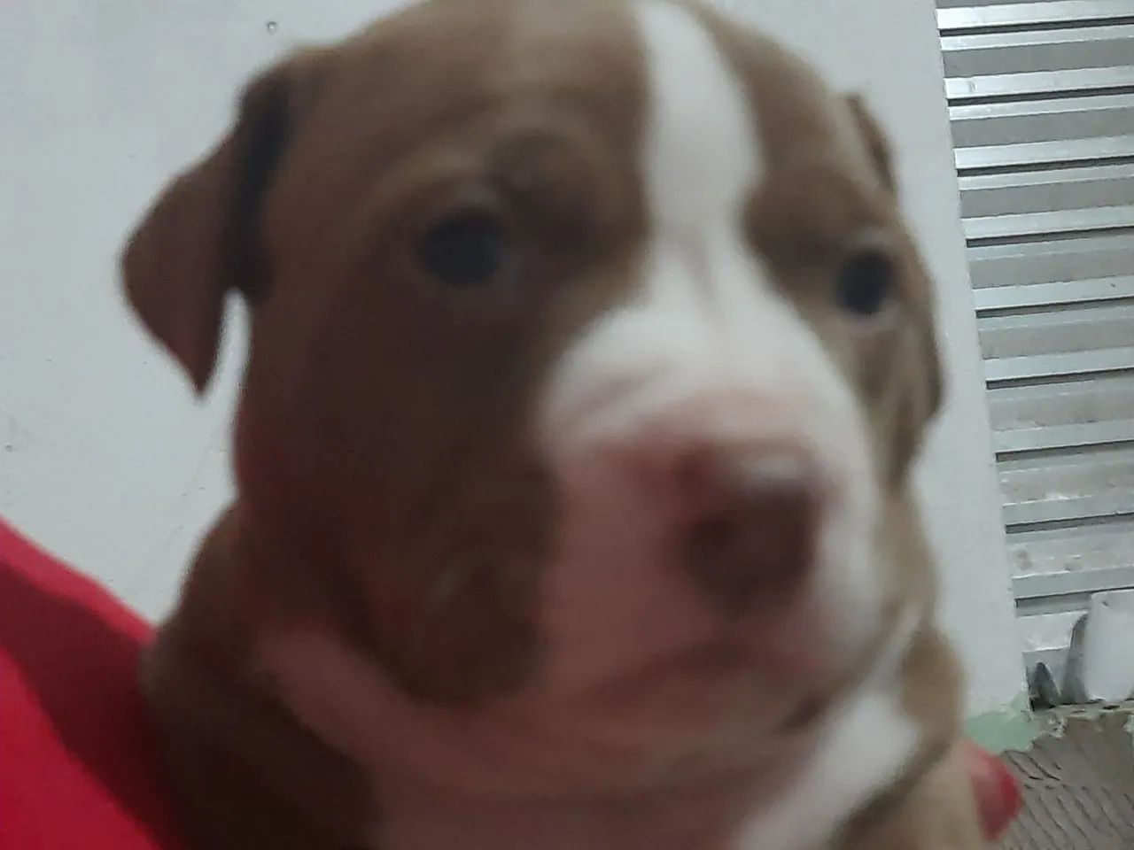 Filhote de Pitbull - Foto 6