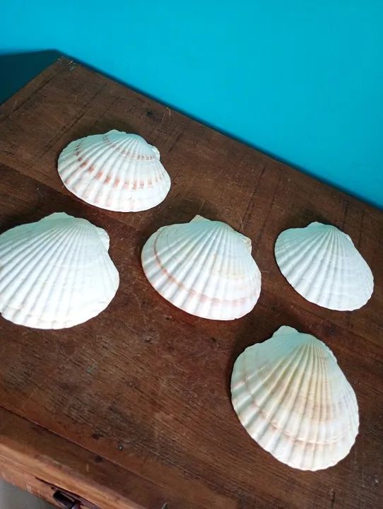 Lote com 5 Conchas Naturais Estilo Shell - Japão  - Foto 5