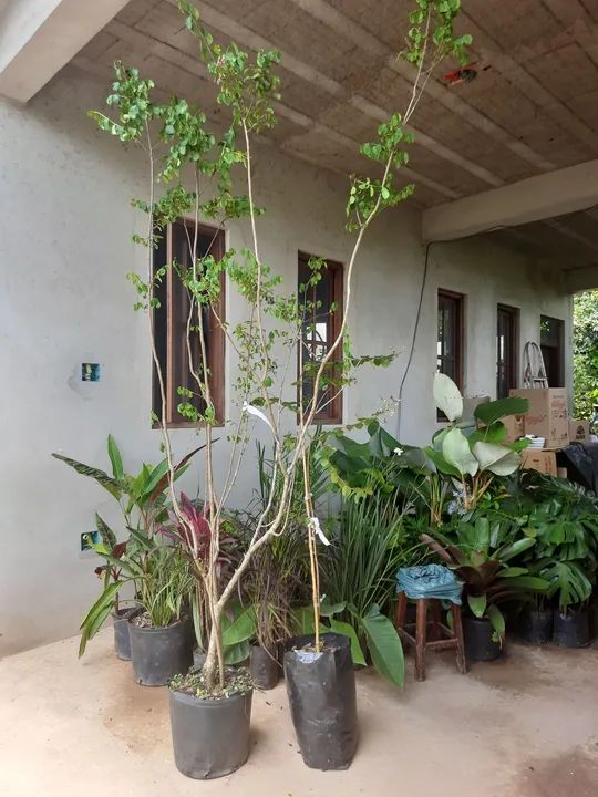 RESEDÁ FLORIDO