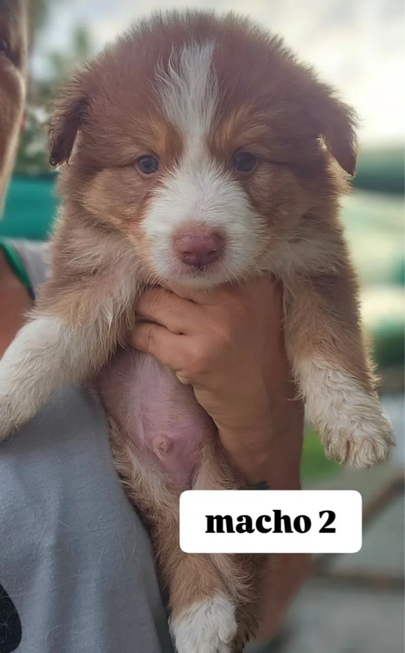 Filhotes de Border Collie Disponíveis - Aracaju - Foto 5