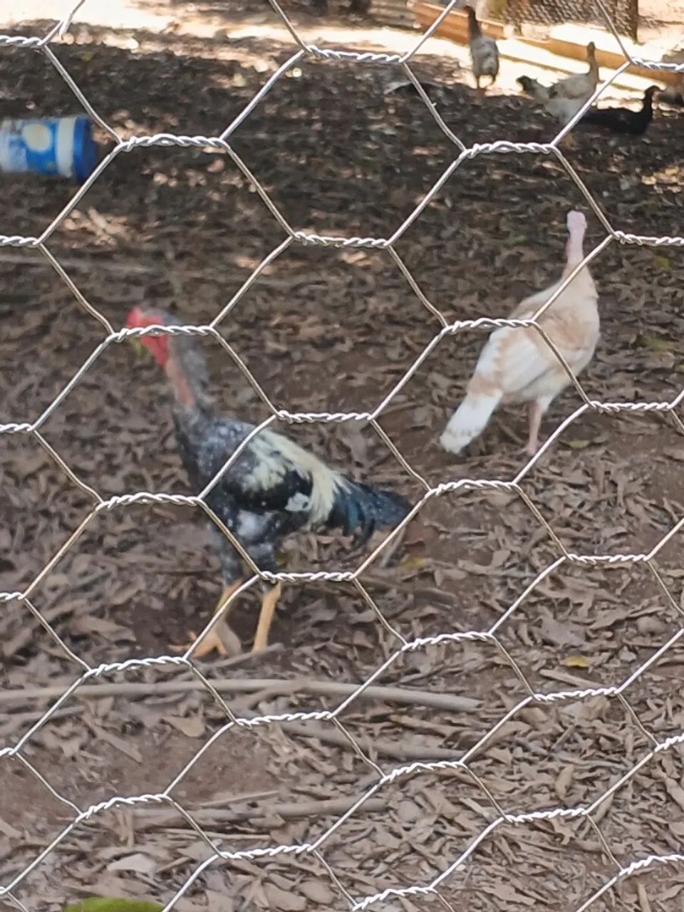 Vende-se galos gigante e perua fêmea  - Foto 4