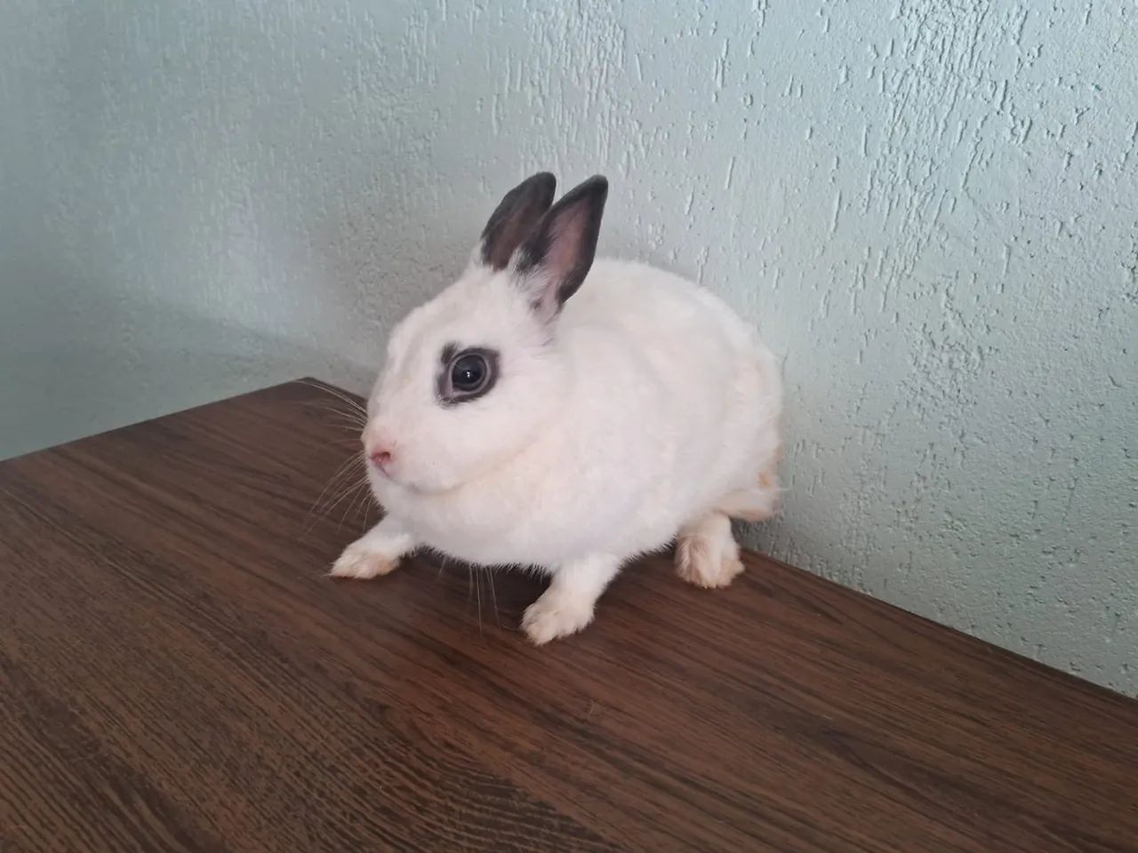 Vendo mini coelhos  - Foto 2