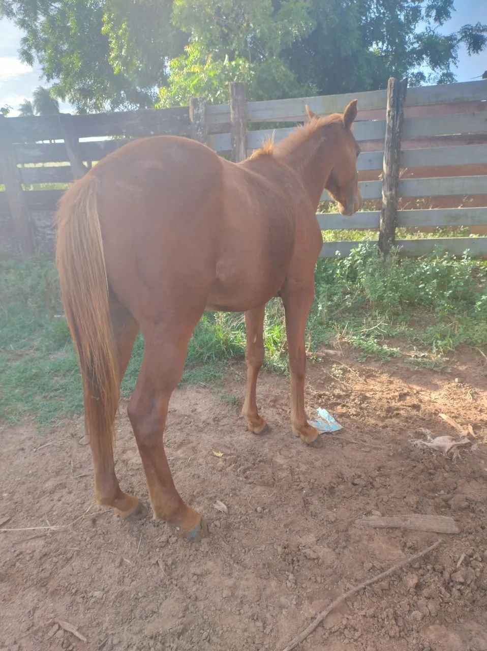 Potro QM PO - Foto 3