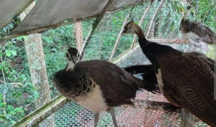 PERÚS ADULTO  - Foto 4