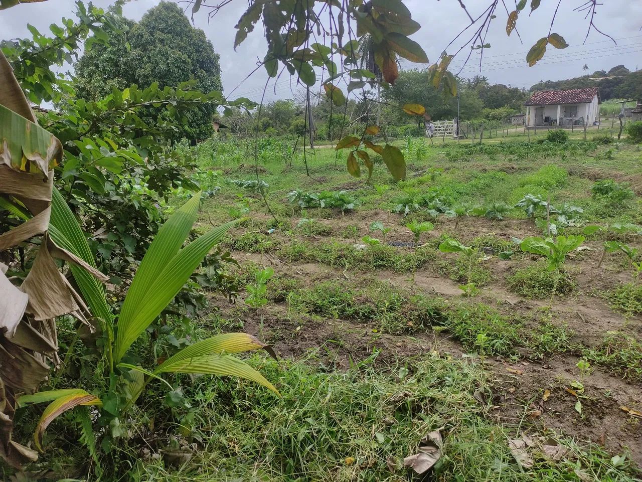 Sítio com casamuito bom na cidade 