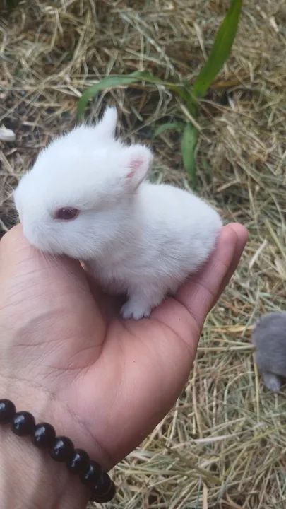 Mini Coelho netherland  - Foto 3