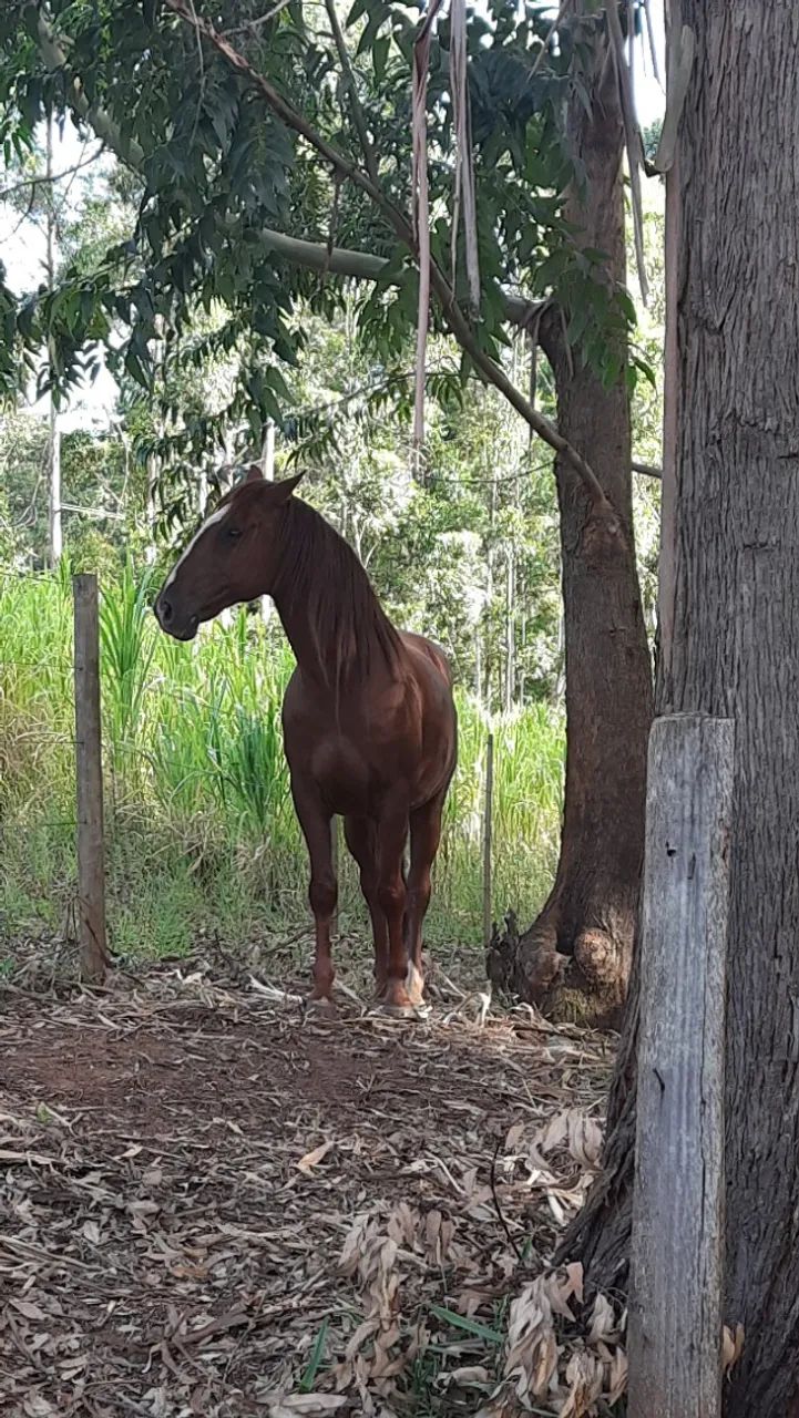 Cavalo Lusitano - Foto 3
