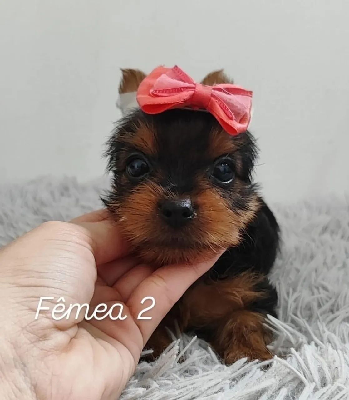Yorkshire Terrier Micro  - Foto 3