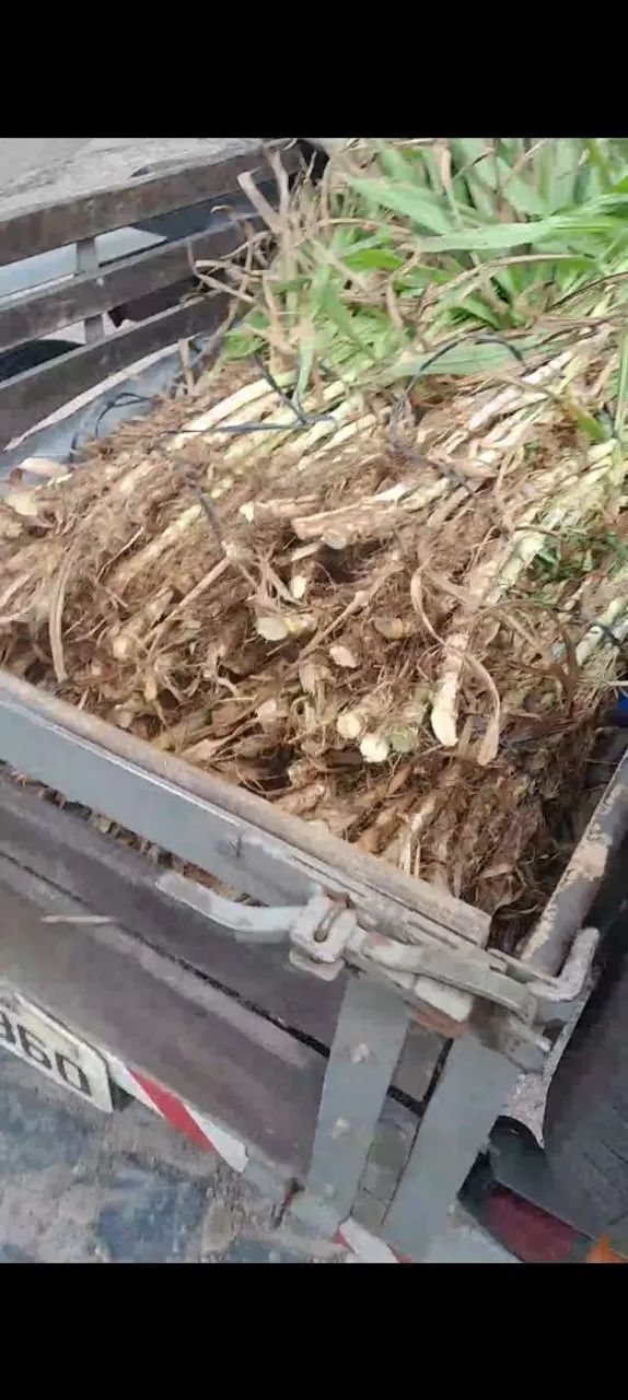 DISPONÍVEL A VENDA GEMAS BRS CAPIAÇU E KURUMI COM ENTREGA GRATIS EM ARACAJU  - Foto 3