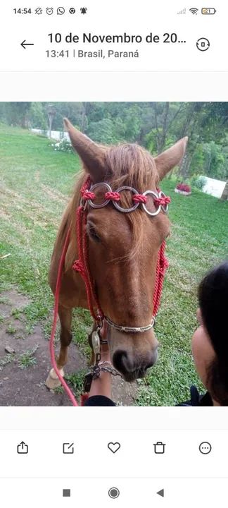 Vendo cela para cavalo de couro só não tem o forro  o resto vai tudo - Foto 2