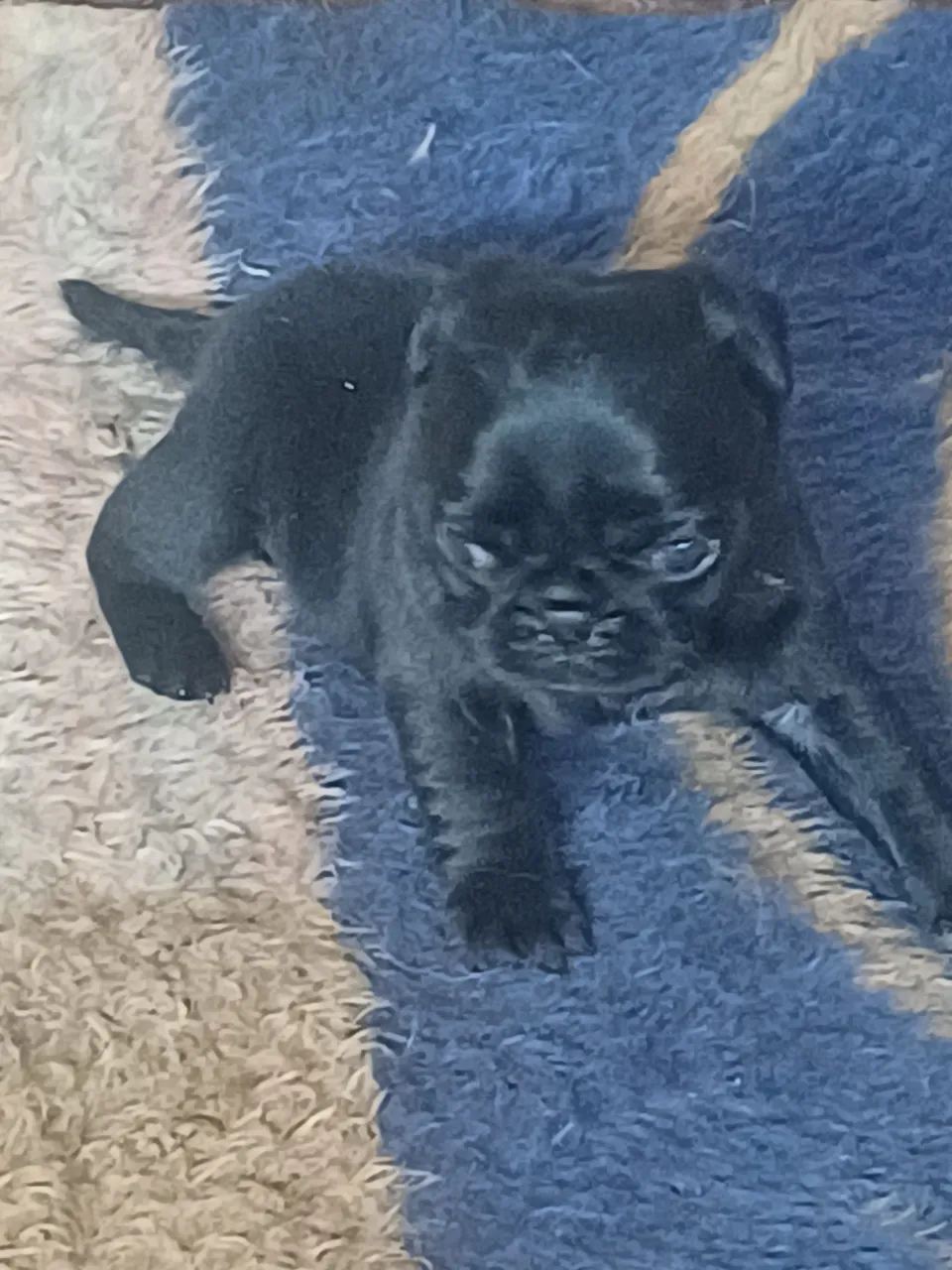 Filhote Pug Preto