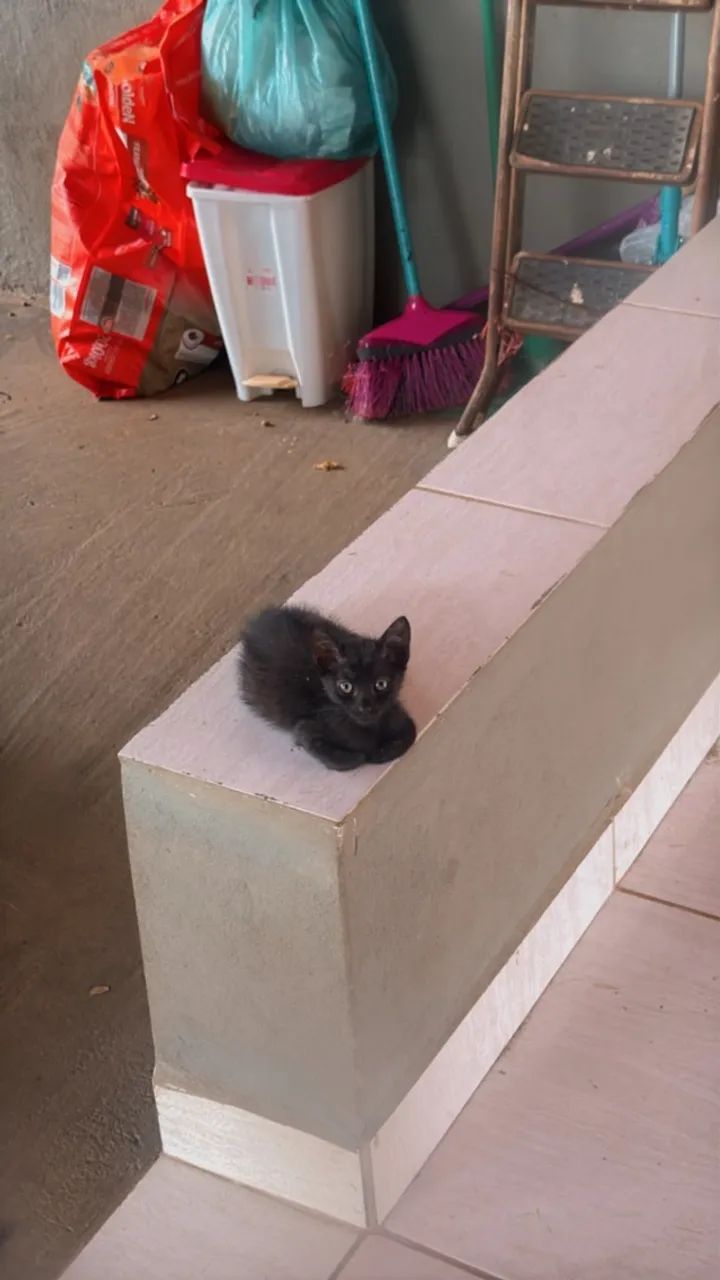 Doação de gatinhos - Foto 5